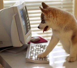 pictures.4ever.eu-dog-at-computer-keyboard-135428